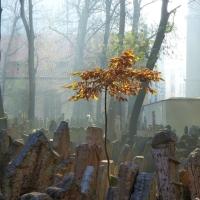 Prague - The old Jewish cemetery (Starý židovský hřbitov)
