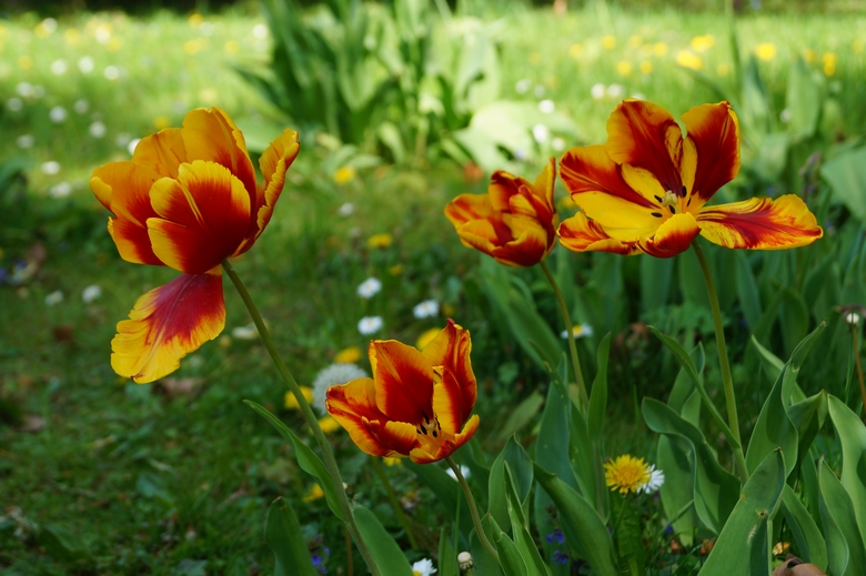 tulips 15