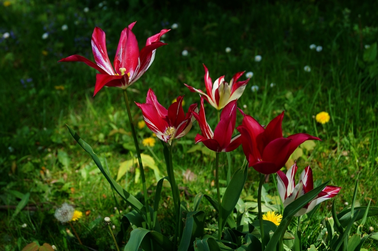 tulips 16