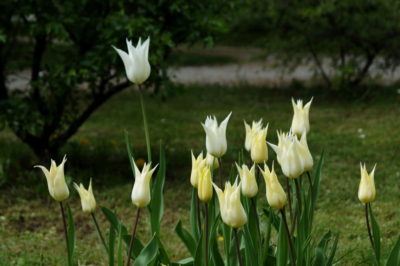 tulips 22