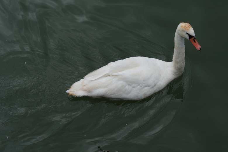Bregenz swan